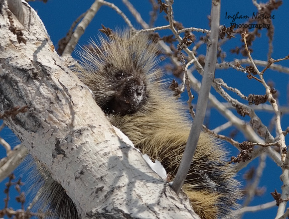 Porcupine - North American