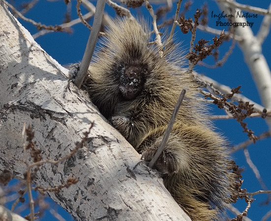 Porcupine - North American