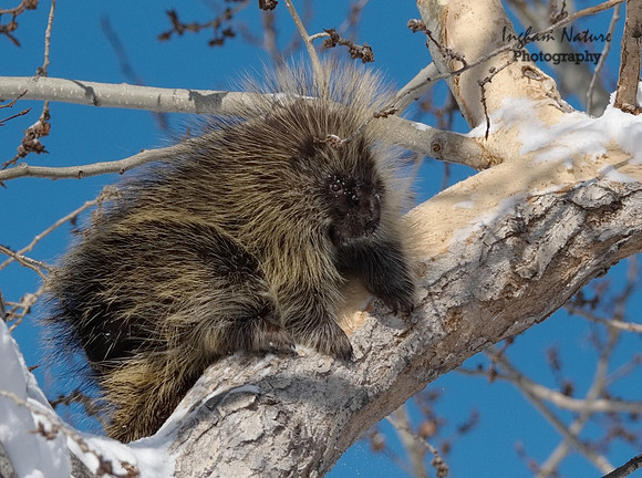 Porcupine - North American