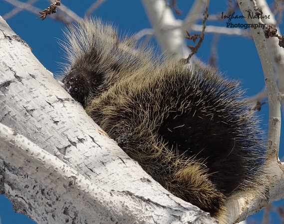 Porcupine - North American
