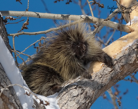 Porcupine - North American
