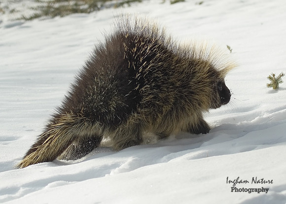 Porcupine - North American