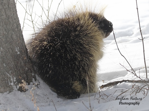 Porcupine - North American