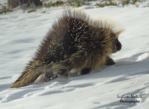 Porcupine - North American
