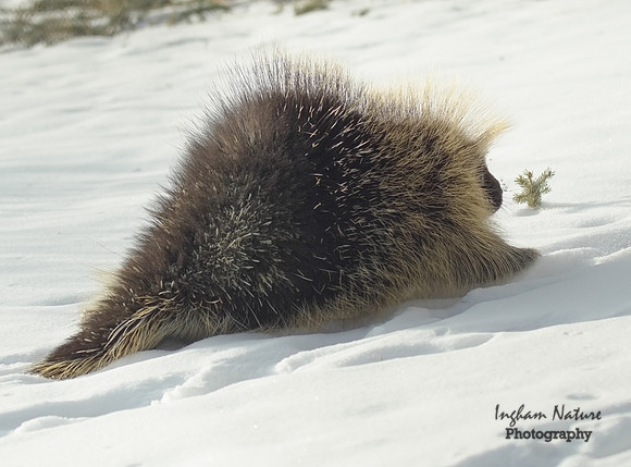 Porcupine - North American
