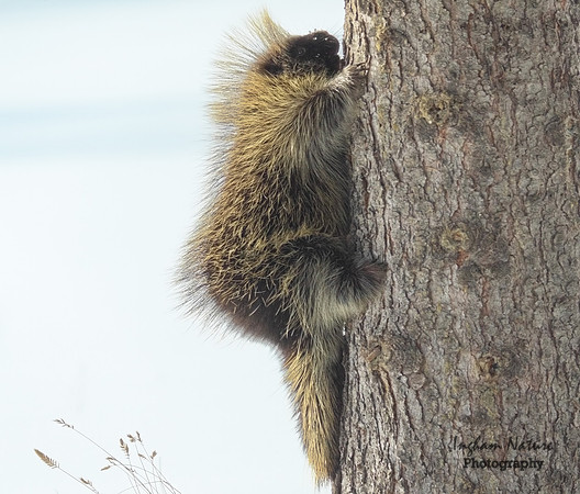 Porcupine - North American