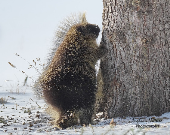 Porcupine - North American