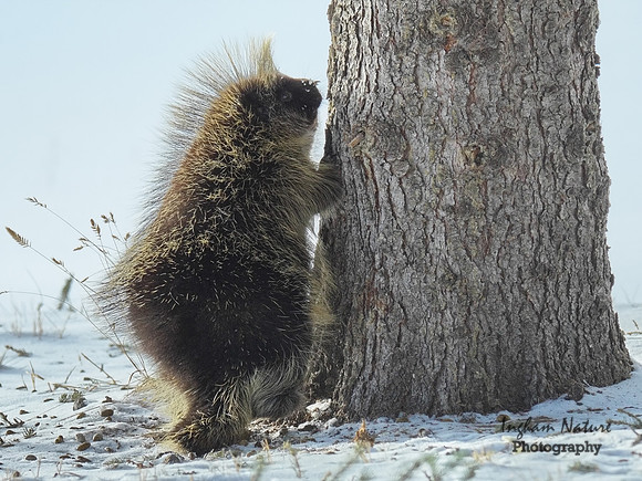 Porcupine - North American