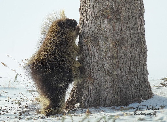 Porcupine - North American