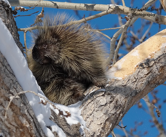 Porcupine - North American