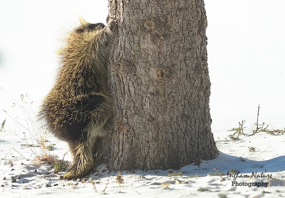 Porcupine - North American