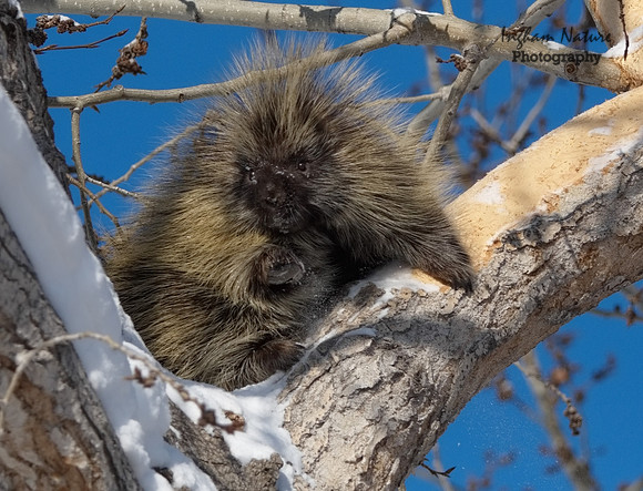 Porcupine - North American