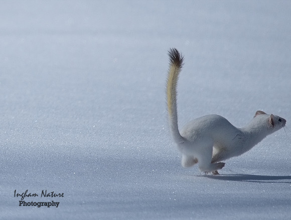 Weasel - Long Tailed