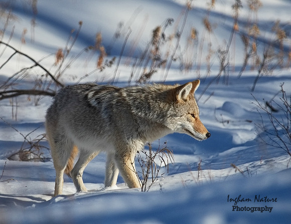 Coyote