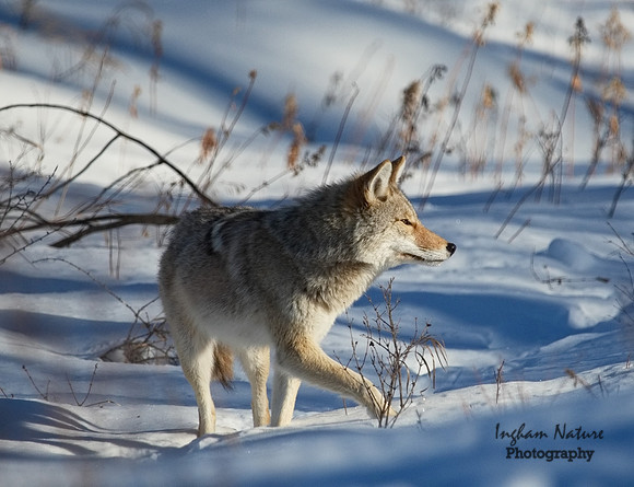 Coyote