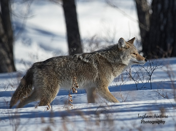 Coyote