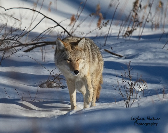 Coyote