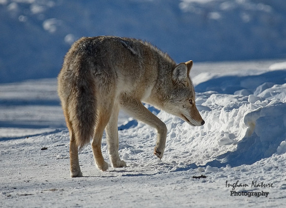 Coyote