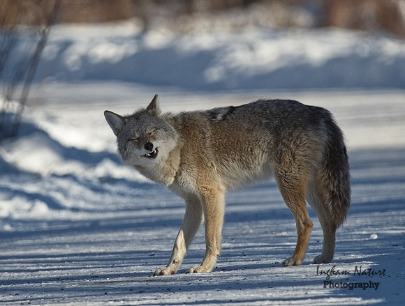 Coyote