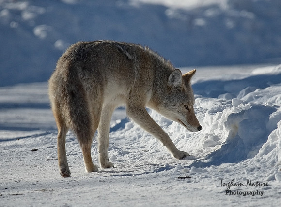 Coyote