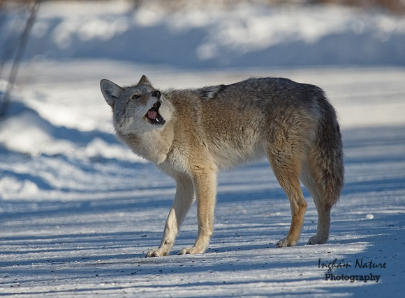 Coyote