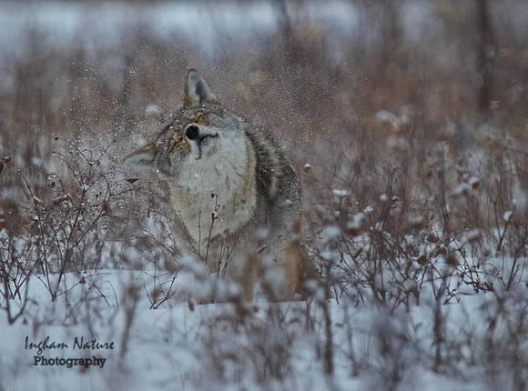 Coyote