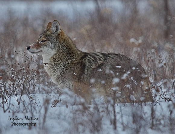 Coyote