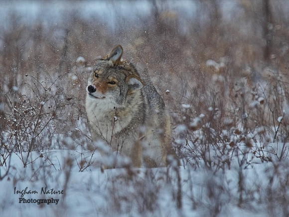 Coyote