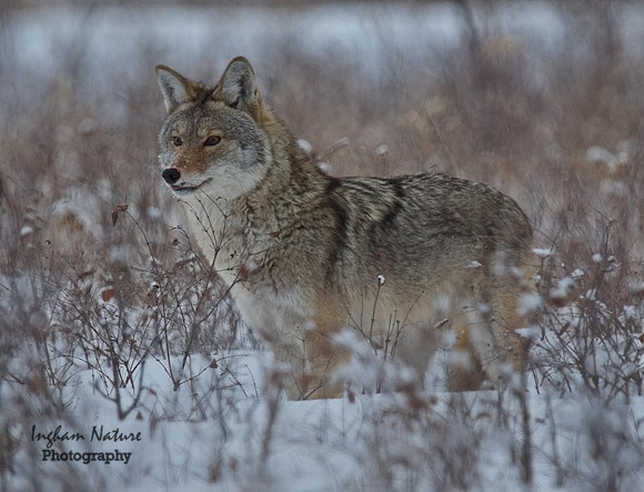 Coyote