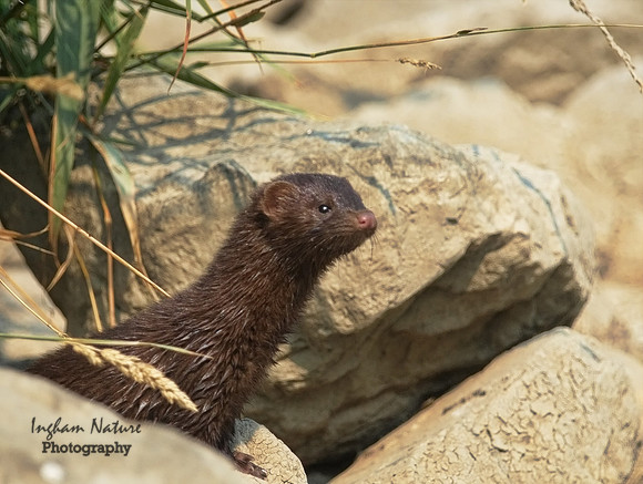 Mink (North American)
