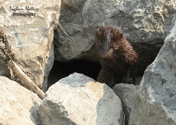 Mink (North American)