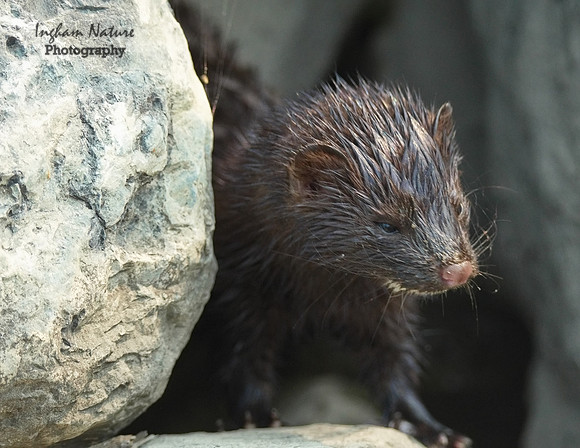 Mink (North American)