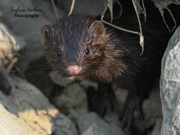 Mink (North American)