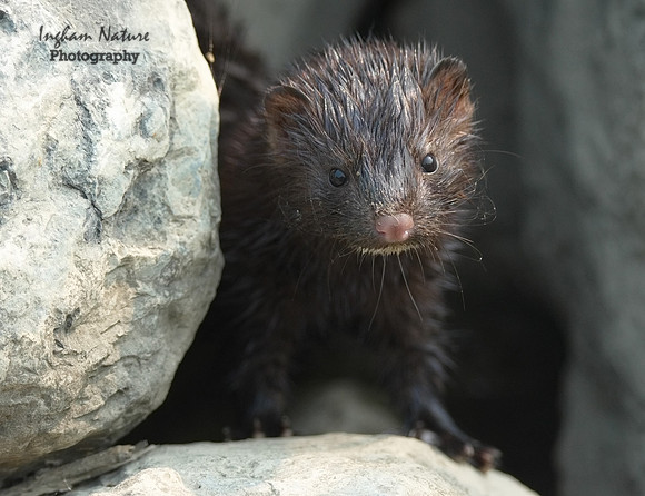 Mink (North American)