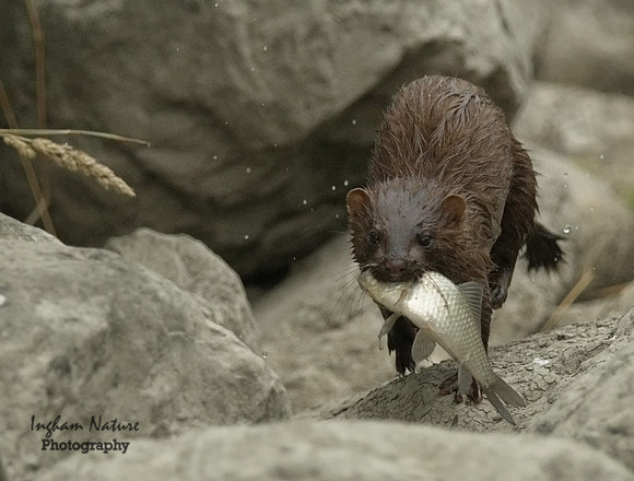 Mink (North American) - Juvenile