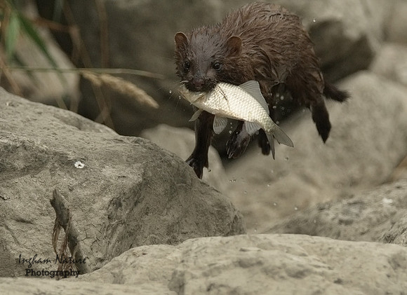 Mink (North American) - Juvenile