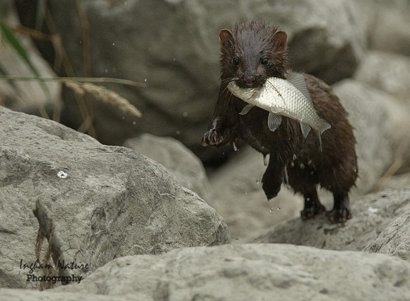 Mink (North American) - Juvenile