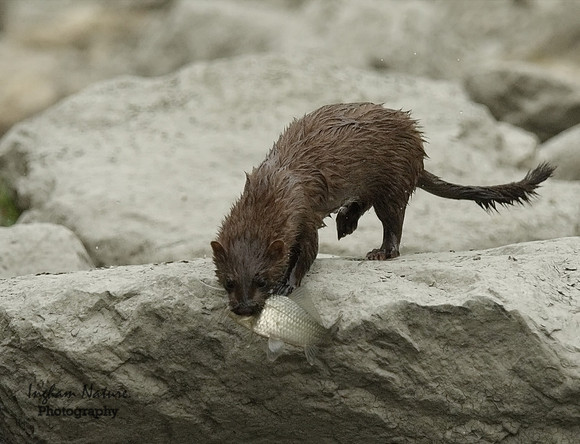 Mink (North American) - Juvenile
