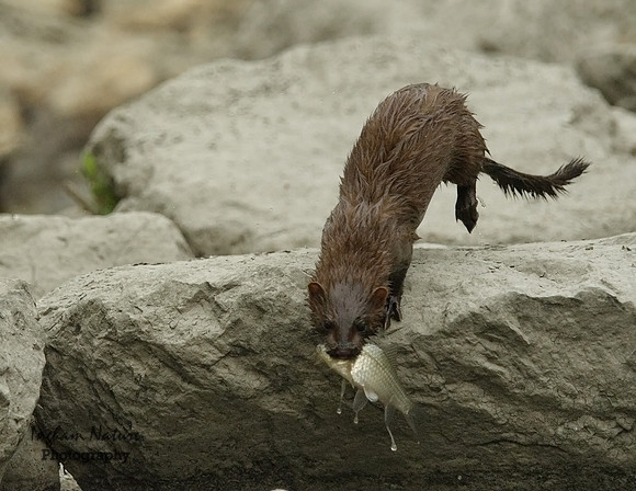 Mink (North American) - Juvenile