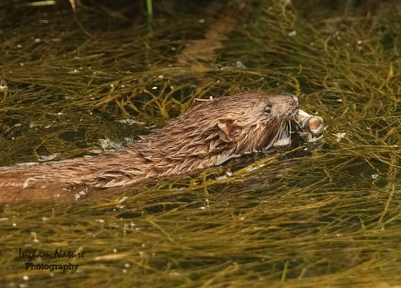 Mink (North American) - Adult Female