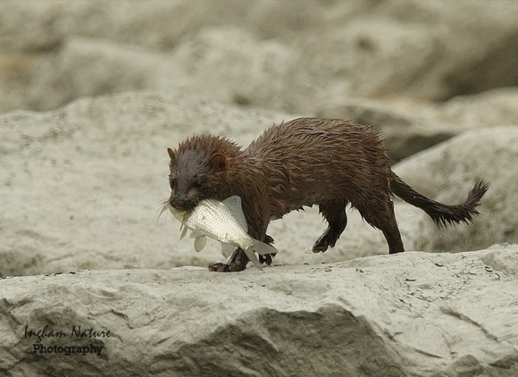 Mink (North American) - Juvenile
