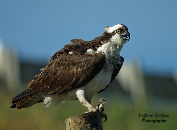 Osprey - Female