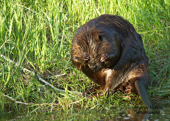 Beaver