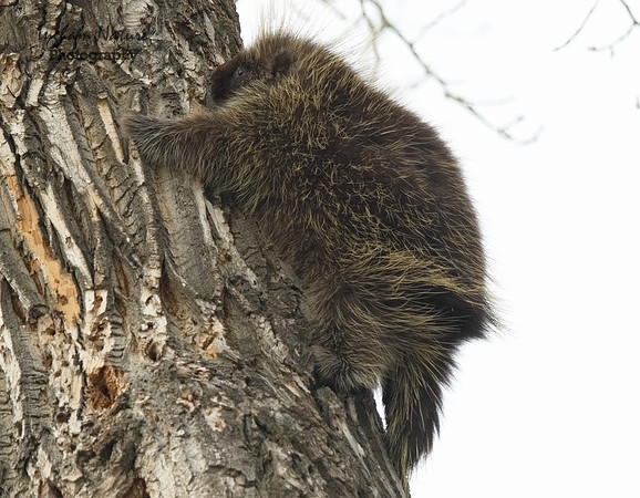Porcupine - North American