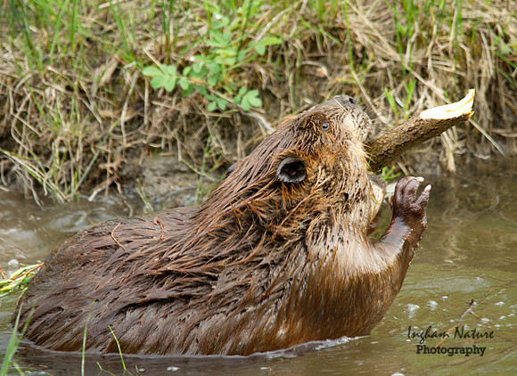 Beaver - Hard at Work