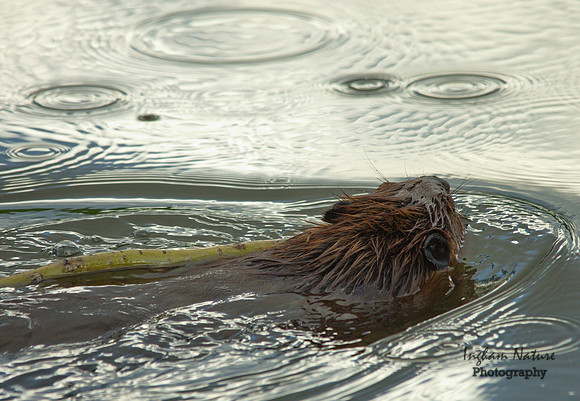 Beaver