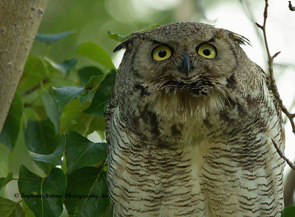 Great Horned Owl - Female