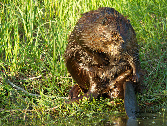 Beaver