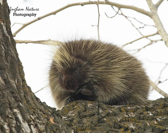 Porcupine - North American