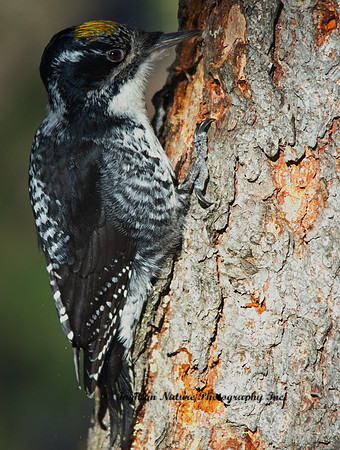 American Three Toed - Male